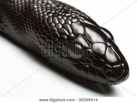 黑色的户主的 python