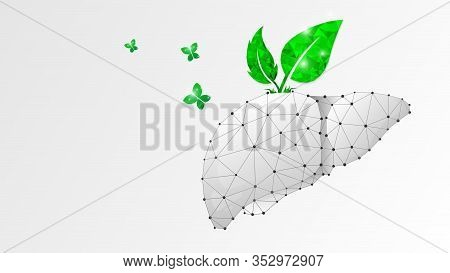 Healthy Liver, Human Organ With Green Leaves And Butterfly. Adult Body Anatomy, Health Biology. Low 