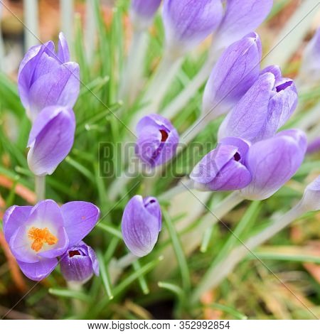 Small Purple Crocus Flowers In The Snow - Beginning Spring Time