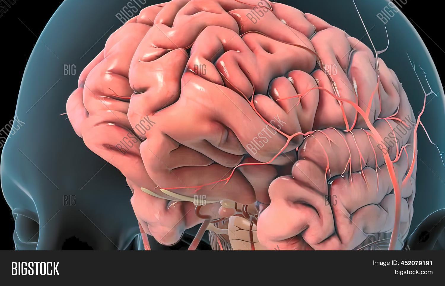 Mri Blood Vessels Image & Photo (Free Trial) Bigstock