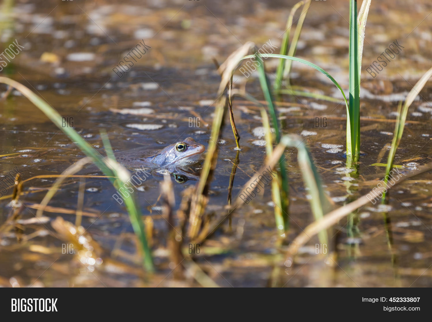 Blue Frog - Rana Image & Photo (Free Trial) | Bigstock