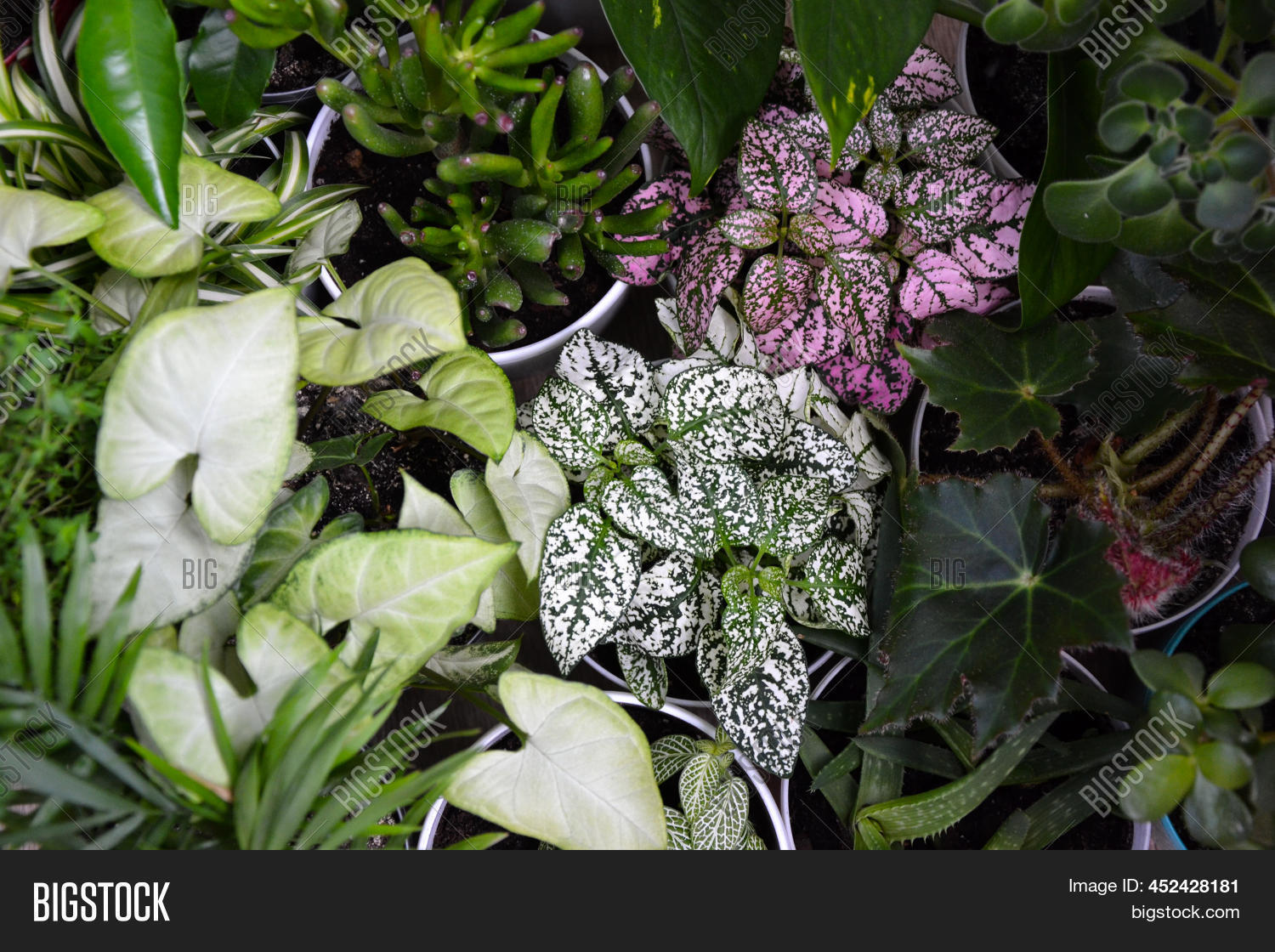 House Plants. Greenery Image & Photo (Free Trial) Bigstock