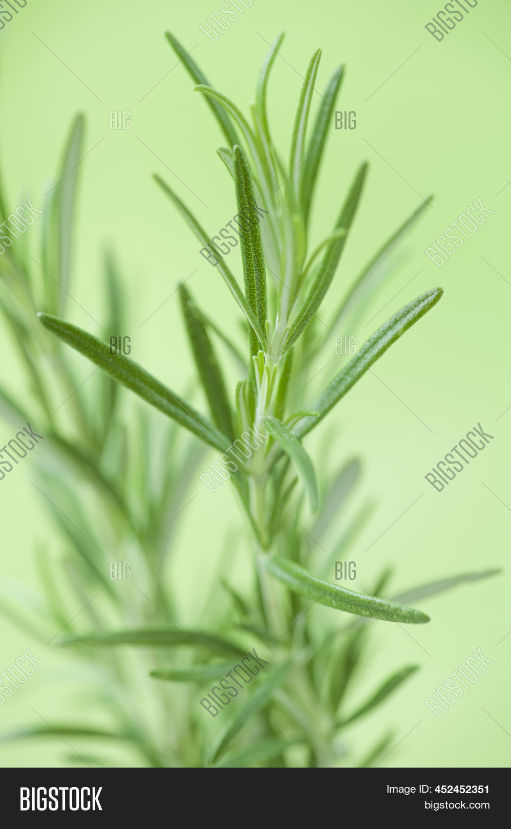 Rosemary Plant Growing Image & Photo (Free Trial) Bigstock
