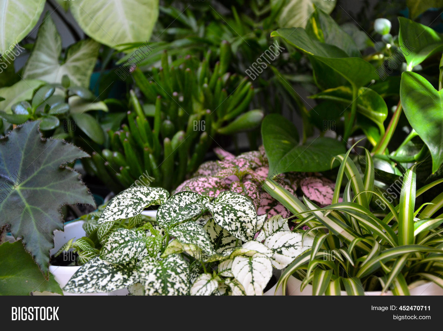 House Plants. Greenery Image & Photo (Free Trial) Bigstock