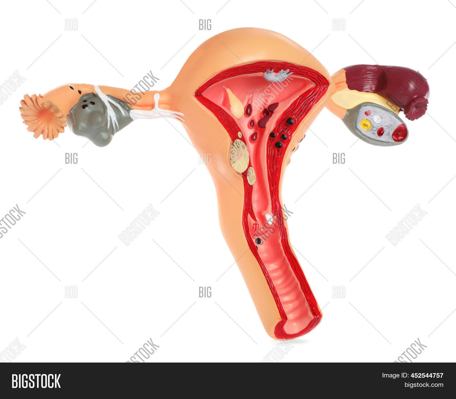 Model Female Image & Photo (Free Trial) | Bigstock
