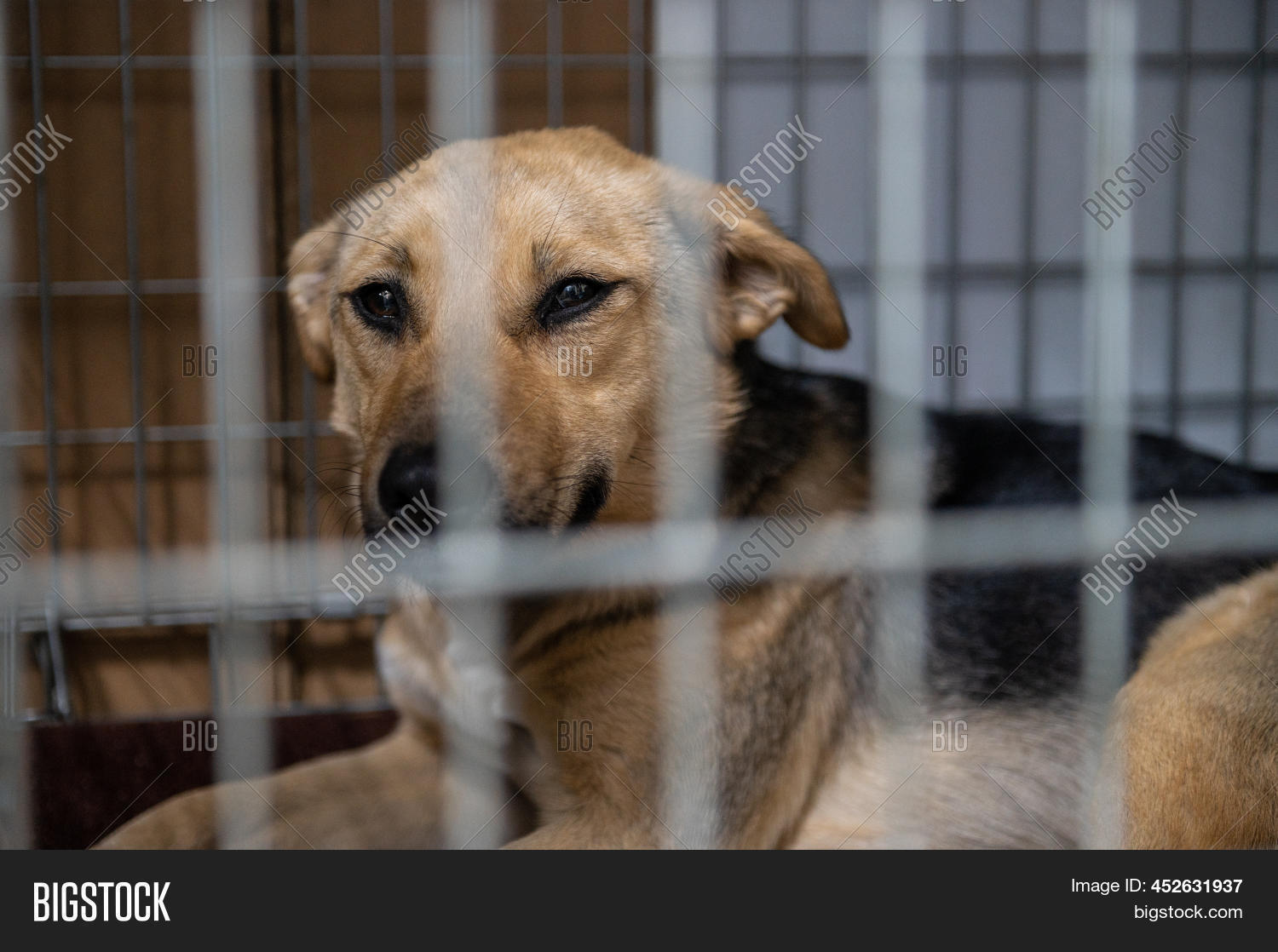 Young Homeless Dog Image & Photo (Free Trial) Bigstock