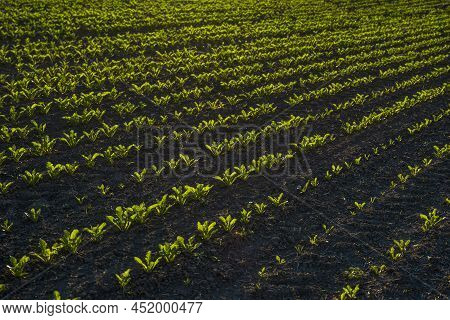 Straight Rows Of Sugar Beets Growing In A Soil In Perspective On An Agricultural Field. Sugar Beet C