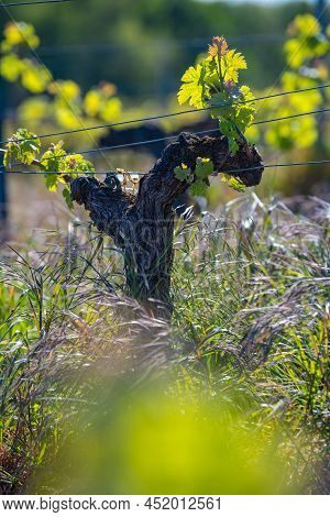 New Bug And Leaves Sprouting At The Beginning Of Spring On A Trellised Vine Growing In Bordeaux Vine