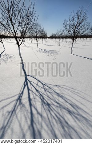 Cherry Trees In An Orchard In Winter Casr Their Shadows On Fresh Snow, Ellison Bay, Door County, Wis