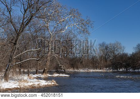 A Sycamore Tree Domintaes The Shoreline Of The Dupage River In Winter, Hammel Woods Forest Preserve,