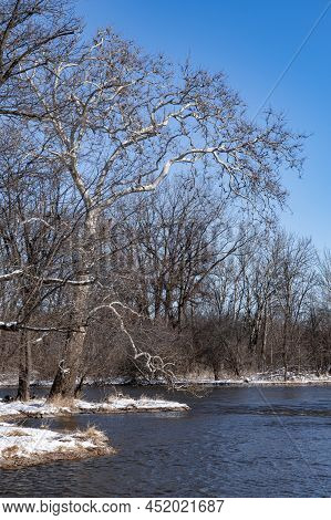 A Sycamore Tree Domintaes The Shoreline Of The Dupage River In Winter, Hammel Woods Forest Preserve,