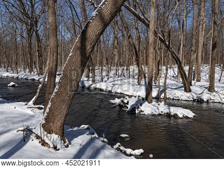 A Tree Grows In The Middle Of Hammel Creek, The Start Of An Island In The Future, Hammel Woods Fores