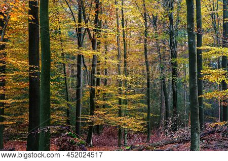 Temperate, Deciduous Forest With Common Beeches (fagus Sylvatica) In Fall Foliage. Autumn Landscape 