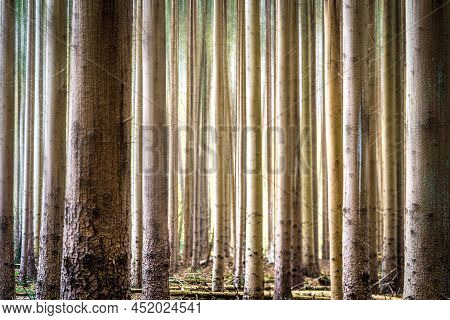 Grove Of Pine Trees Planted In A Straight Line, Forest Nature Landscape Background Long And Tall Tru