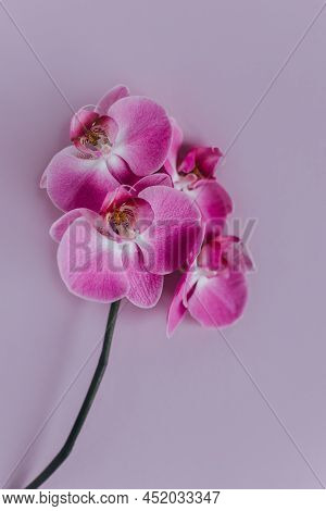 Beautiful Violet Orchid Flowers On Pastel Purple Background. Flat Lay. Place For Text.