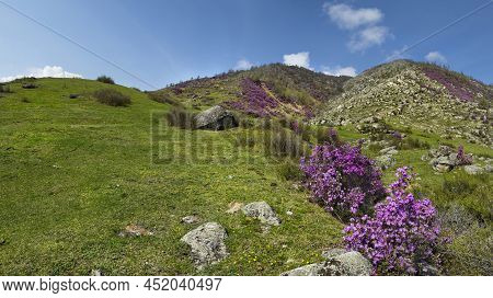 Russia. South Of Western Siberia. Mountain Altai. Chuysky Tract During The Flowering Of The Maralnik