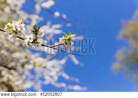 Apple Trees Flowers. The Seed-bearing Part Of A Plant.spring Flower Natural Landscape With White Flo