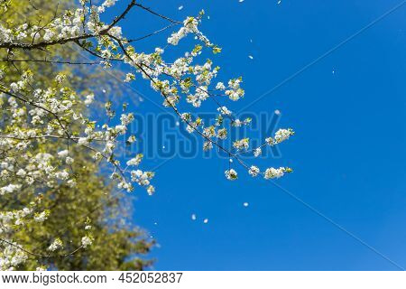 Apple Trees Flowers. The Seed-bearing Part Of A Plant.spring Flower Natural Landscape With White Flo