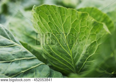 Cabbage Grow In The Garden. Agriculture. Healthy And Healthy Food For Humans. The Cultivation Of Cab