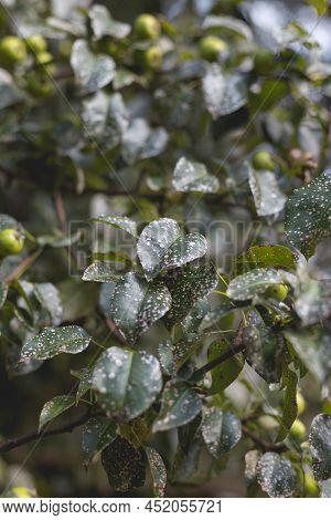 Wild Pear With Infected Leaves. Disease On The Leaves Of A Pear. Septoria Pear - Small Gray Spots Wi