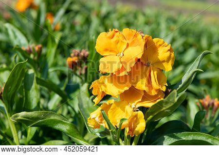 Wallflowers (erysimum Cheiri) In Bloom