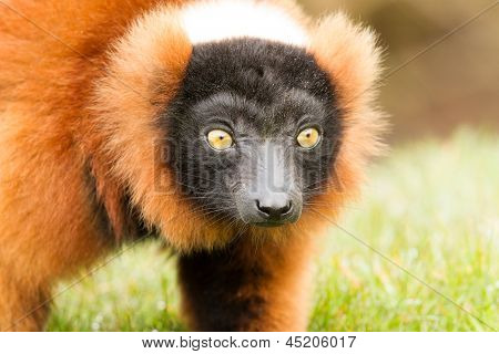Lémur à ventre roux (eulemur Rubriventer)