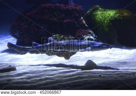 The Small-spotted Catshark, Sandy Dogfish, Lesser-spotted Dogfish, Rough-hound, Morgay (scyliorhinus