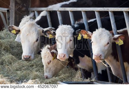 Buckinghamshire, Uk - April 13, 2021. Young Hereford Cows, Livestock In A Cowshed Or Barn. Hereford 