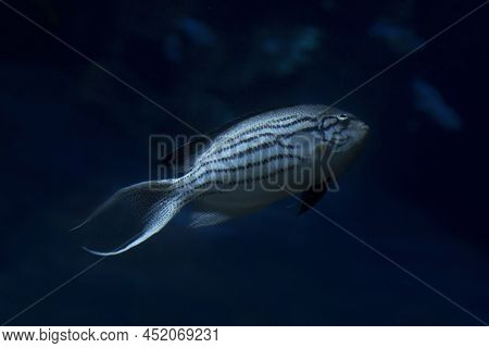 Blackstriped Angelfish, Lamarck\'s Angelfish (genicanthus Lamarck) In Aquarium.