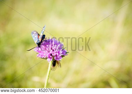 Scarlet Tiger Moth On Clover Flower Close Up.