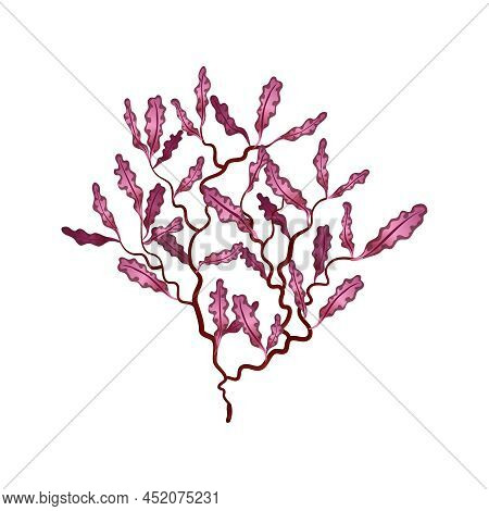 Flat Red Phyllophora Seaweed On White Background Vector Illustration