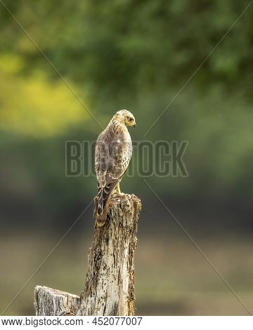 White Eyed Buzzard Or Butastur Teesa Perched In Natural Scenic Green Background In Winter Migration 