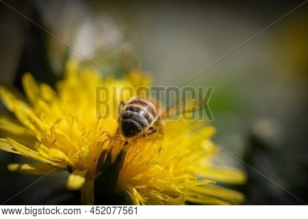 Dandelion Flower And Bee In Spring Day, Nature Background, France