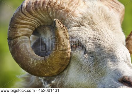 Head Sheep Lamb With Green Defocused Background. Faroe Islands