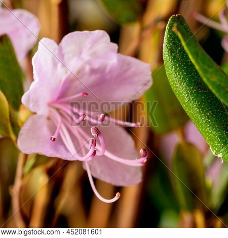 Beautiful Flower Of Siberian Wild Rosemary Rhododendron Ledebourwith Bright Delicate Spring Pink Flo