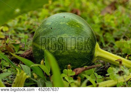 Green Pumpkins Are Round Curcubita Winter Squash With Green-colored Skin
