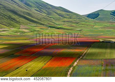Lentil Flowering With Poppies And Cornflowers In Castelluccio Di Norcia, National Park Sibillini Mou