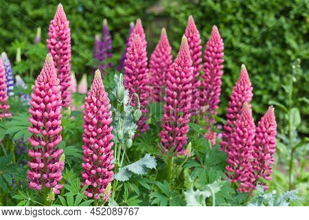 Lupins, Lupin Plant (lupinus) With Pink Flowers Growing In A Back Garden, Uk