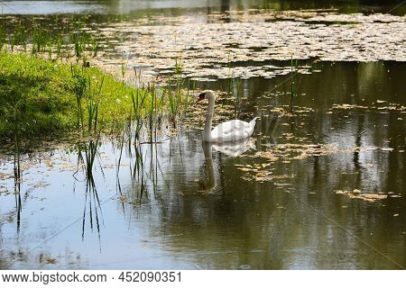 White Svane