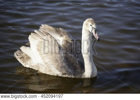 A Young, Not Yet Fully Fledged White Swan On The Water. Waterfowl Portrait