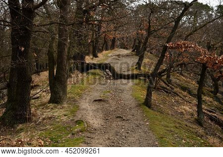 Dry Slopes Are Inhabited By Oak Forest Communities. Mining Took Place So That The Stumps Overgrown W