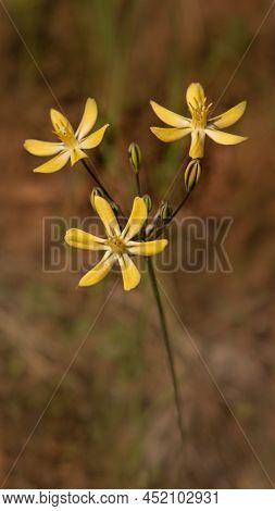 Brodiaea Lutea, Commonly Known As Golden Brodiaea, Close-up Of Three Flowers  Against A Smooth Brown