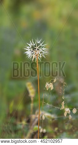 Silver Puffs, Uropappus Lindleyi, Close-up Of Puff Against A Smooth Green Bokey Background, Viewed F