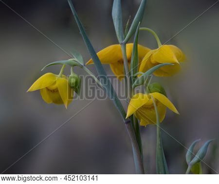 Calochortus Amabilis, Or Golden Fairy Lantern. Endemic To California, This Wildflower  It Is A Commo