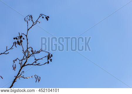 Silhouette Of Alder Twig With Dry Cones Against Blue Sky Background. An Alder Tree Alnus Branches An