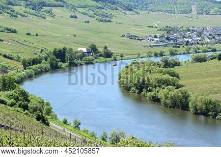 Mosel Curve With Vineyards On Both Sides, Area Between Leiwen And Trittenheim