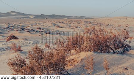 Plants Grown On Top Small Dune Mountains At Sealine Dunes Area.