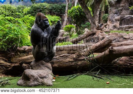 Silver Back Gorilla Looking Alert And Menacing Against A Natural Background