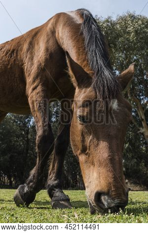Brown Horse In The Foreground Grazing The Grass