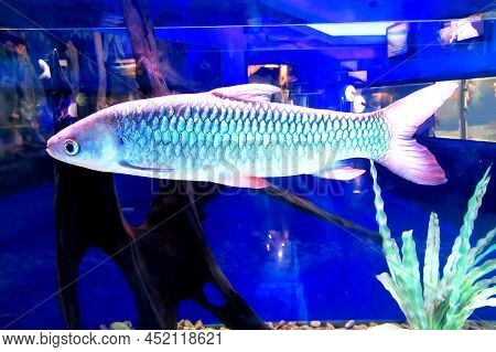 The Bala Shark, Balantiocheilos Melanopterus, Silver Shark, Is Not A True Shark, But Is Commonly So